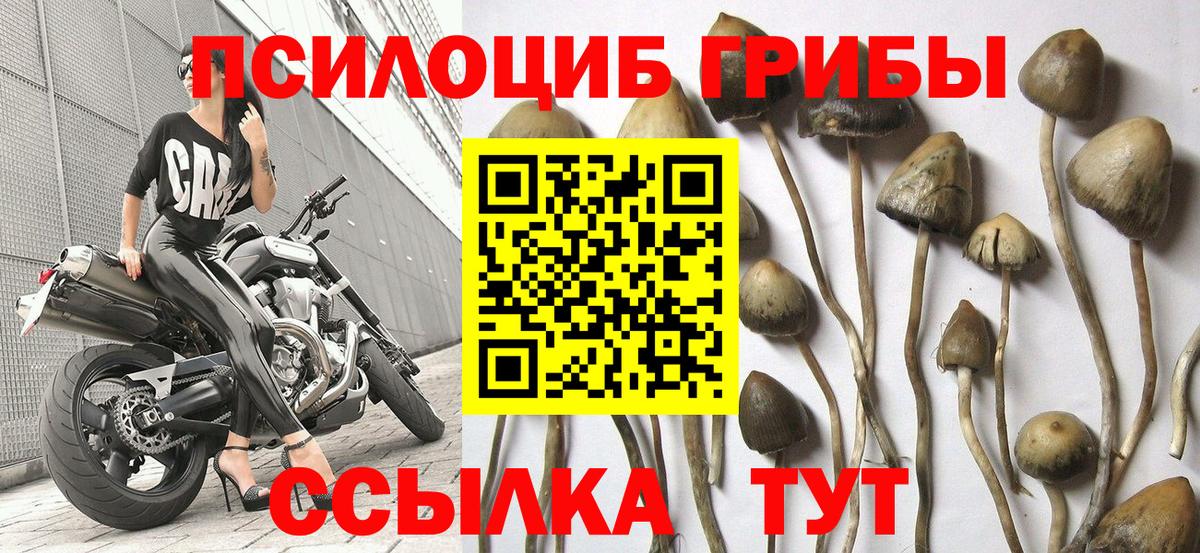 Галлюциногенные грибы Cubensis  купить закладку  Магнитогорск  Вход с VPN  Псилоцибиновые грибы Psilocybe 